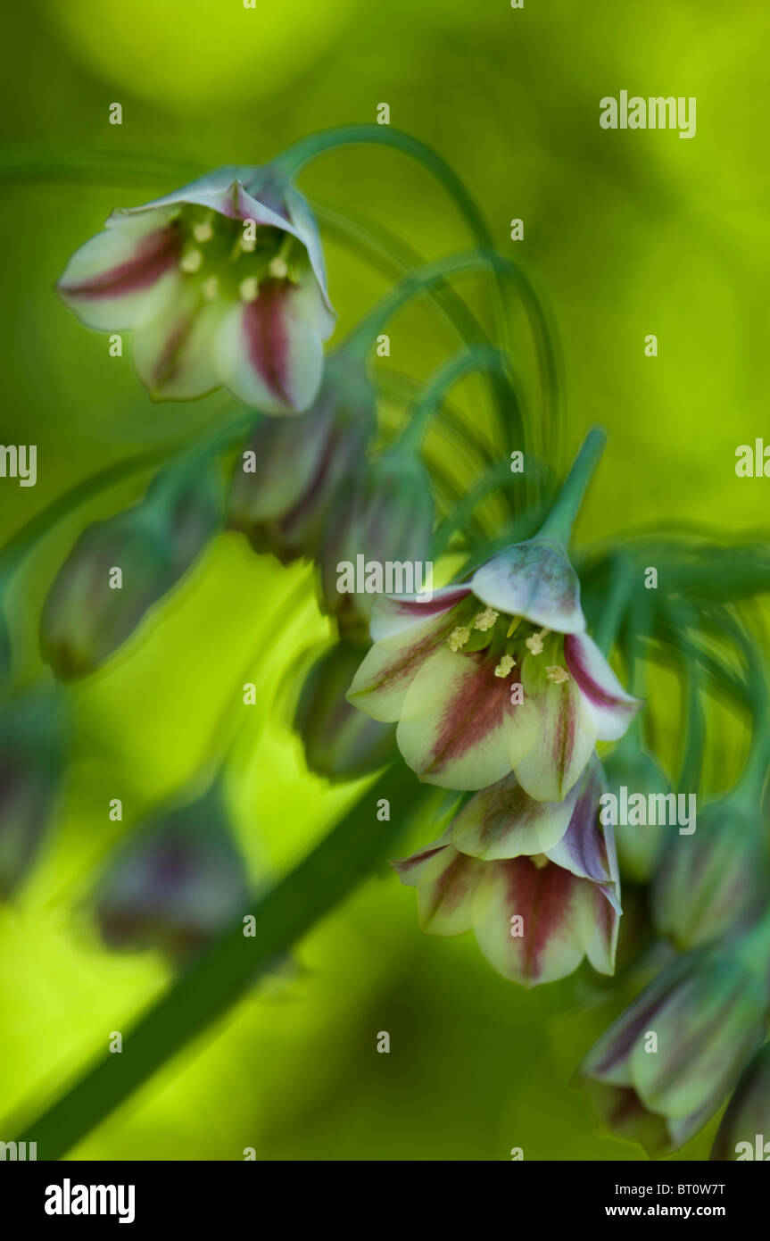 Bell-shaped flowers of Honey Garlic - Allium Bulgaricum Stock Photo