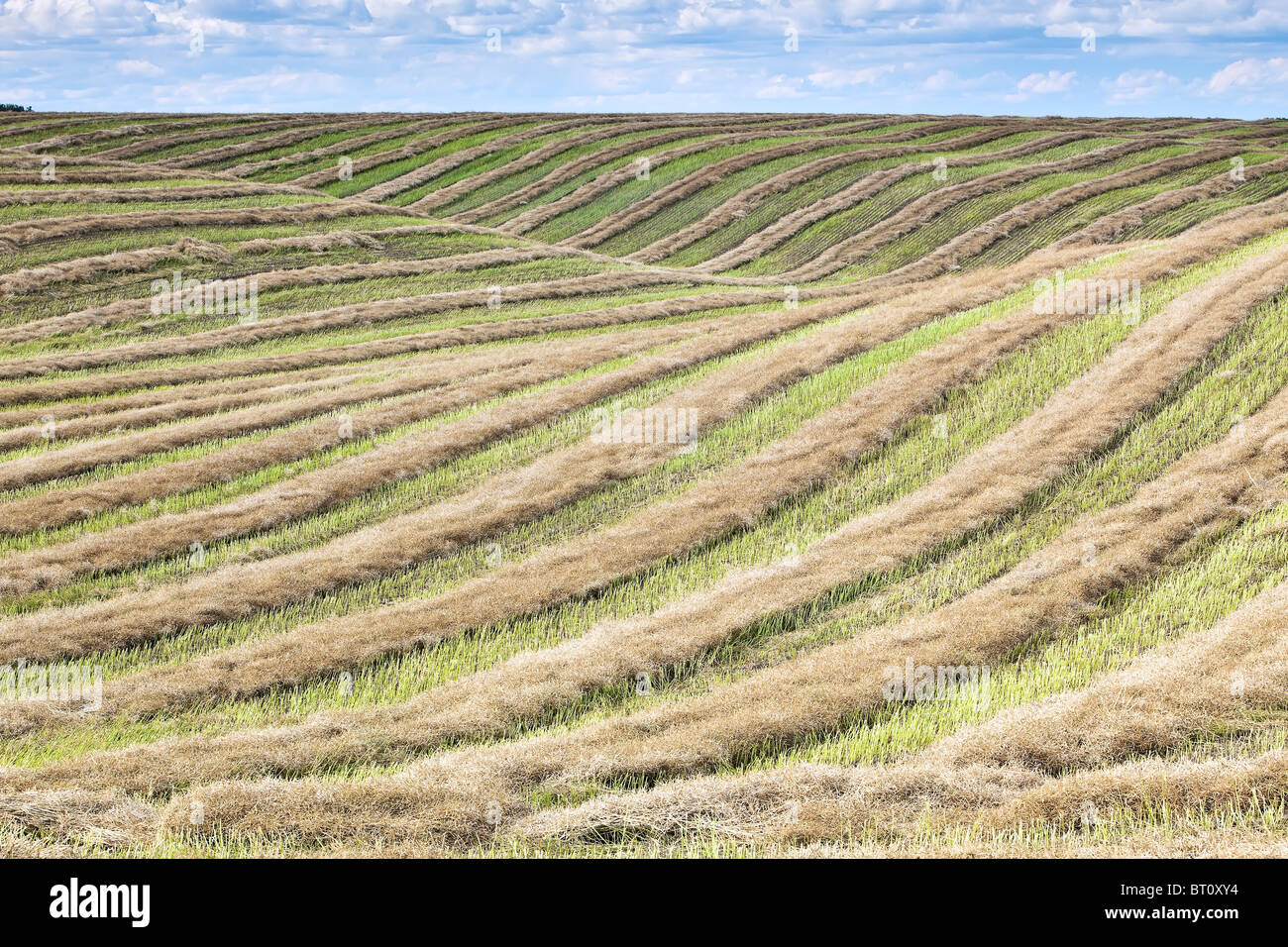 Rows of harvested, swathed wheat on farm field.  Tiger Hills, Manitoba, Canada. Stock Photo