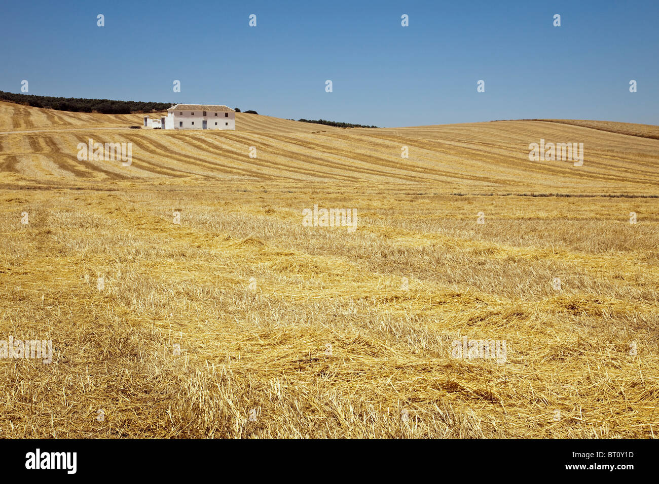 Cultivos de campo hires stock photography and images Alamy