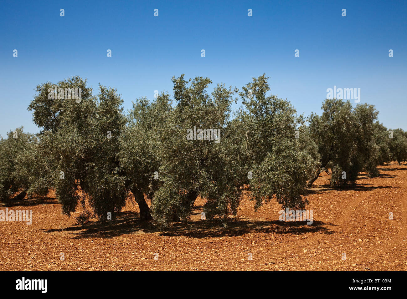 Campo de olivos en Antequera Málaga Andalucía España Olive grove Andalusia Spain Stock Photo