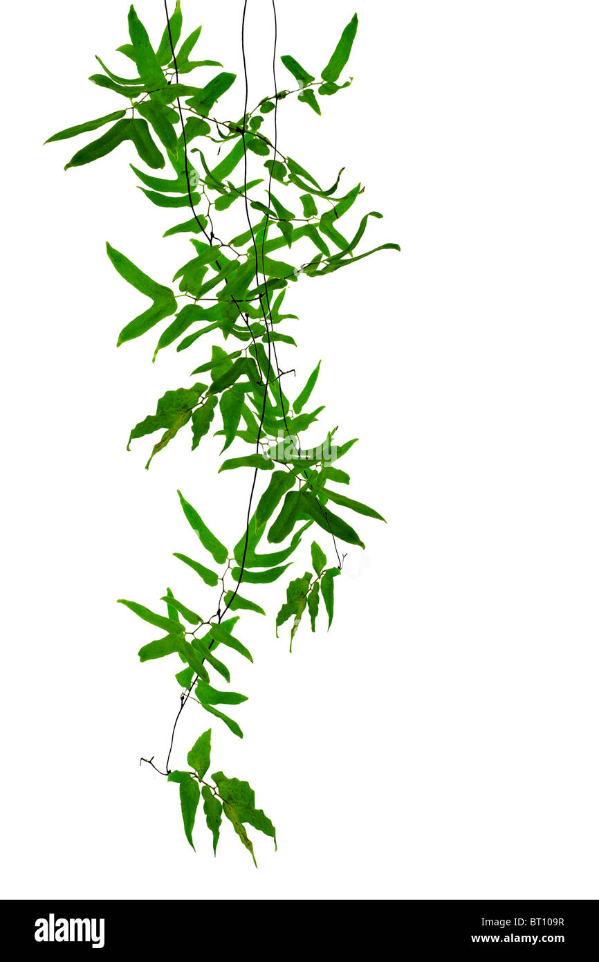 Tropical creeper plants hanging on white background Stock Photo