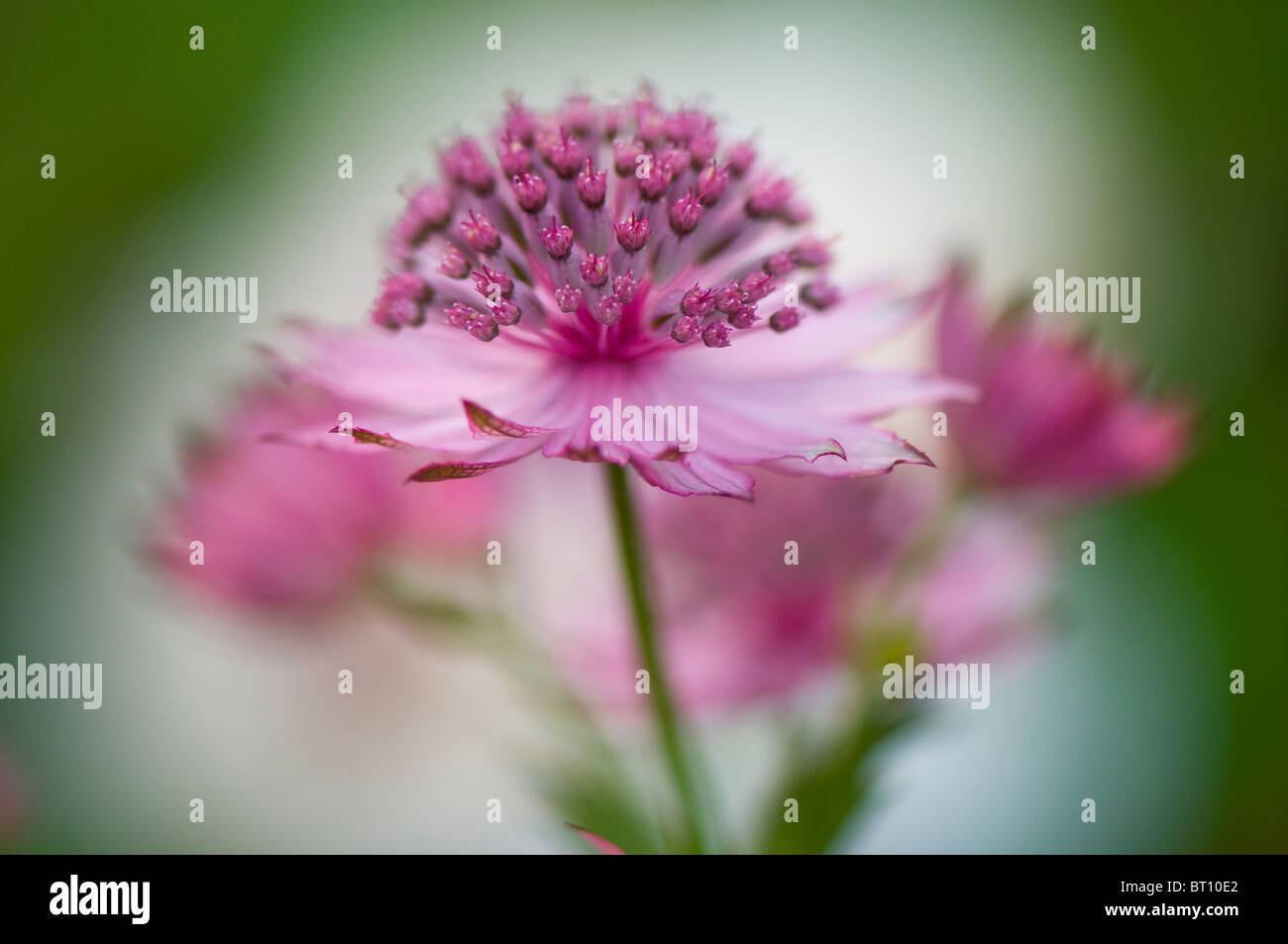 Close-up image of the beautiful summer flowering Astrantia major flower commonly known as Masterwort, image taken against a soft background. Stock Photo