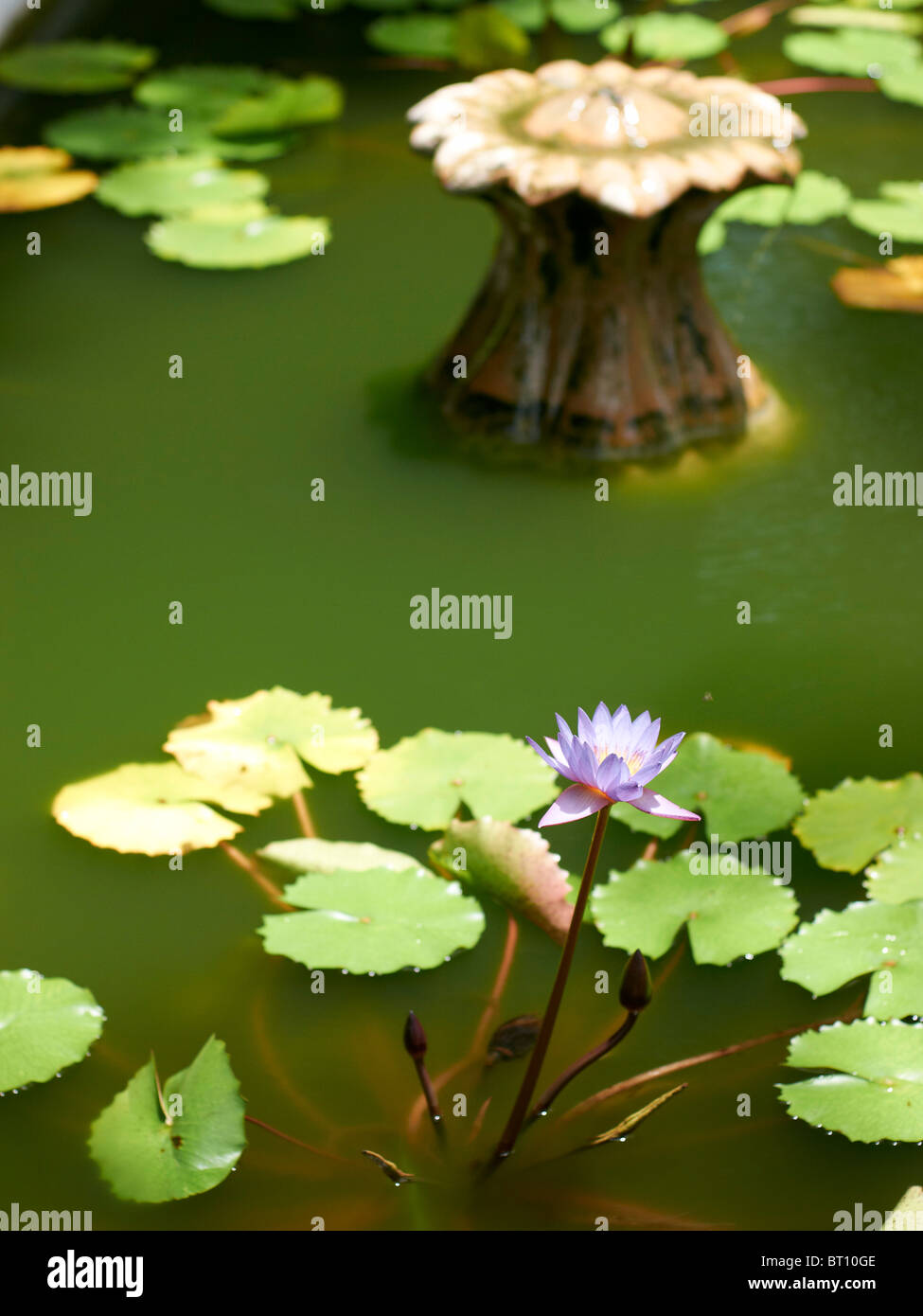 water lily garden pond Stock Photo Alamy