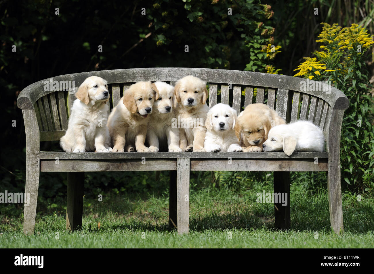 Golden Retriever (Canis lupus familiaris). Seven puppies on a wooden bench. Stock Photo