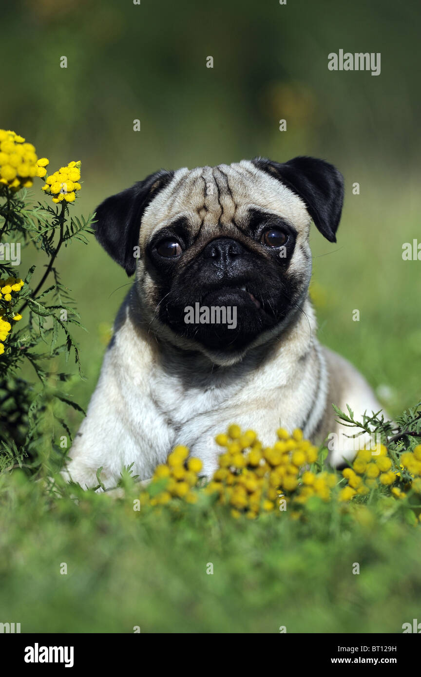 Pug (Canis lupus familiaris). Young dog sitting among flowering Tansy. Stock Photo