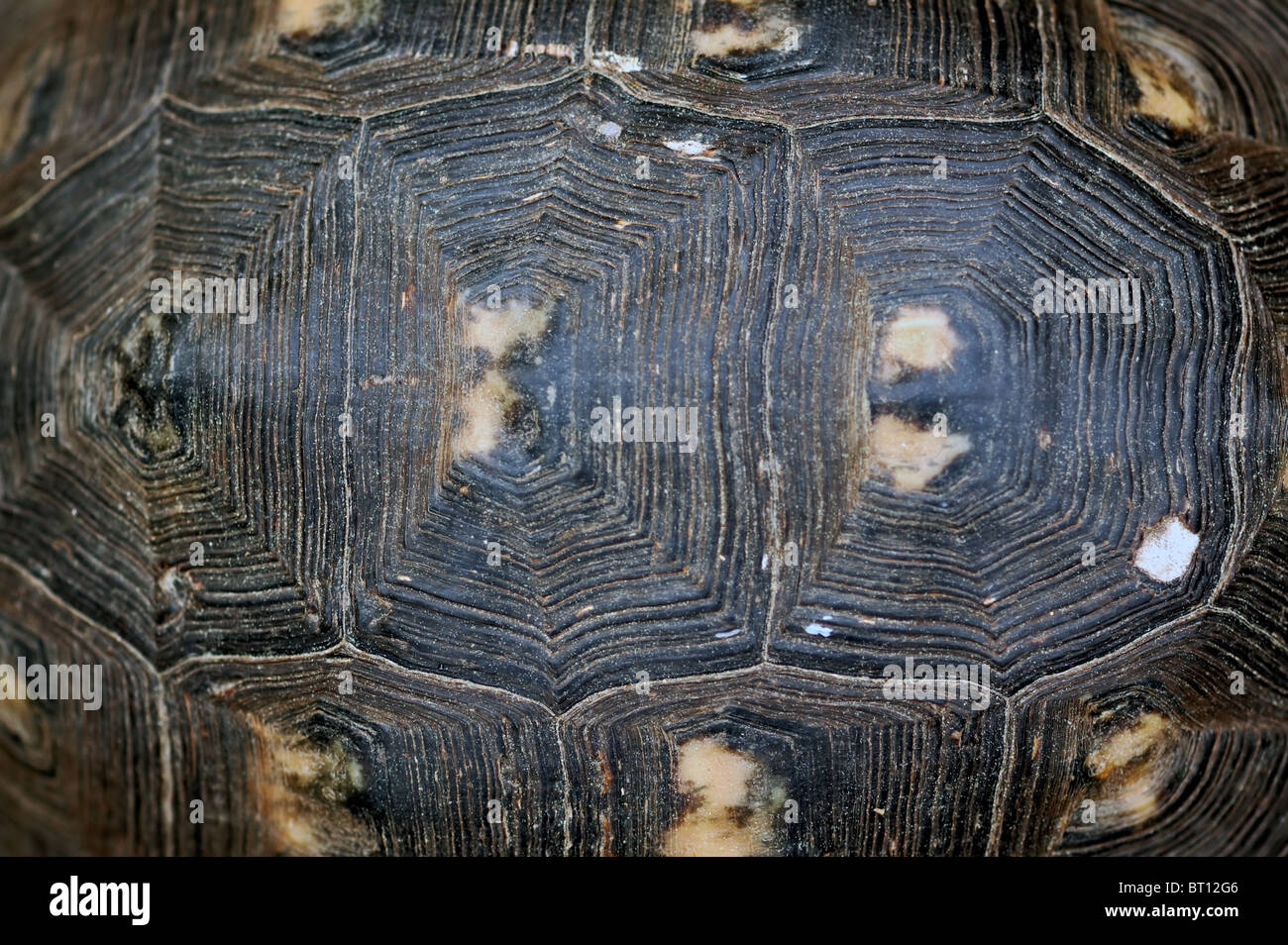 turtle shell wallpaper