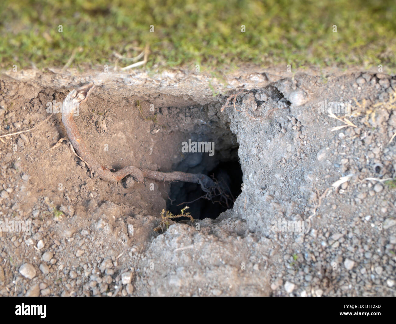 Common Vole nest access hole Stock Photo Alamy