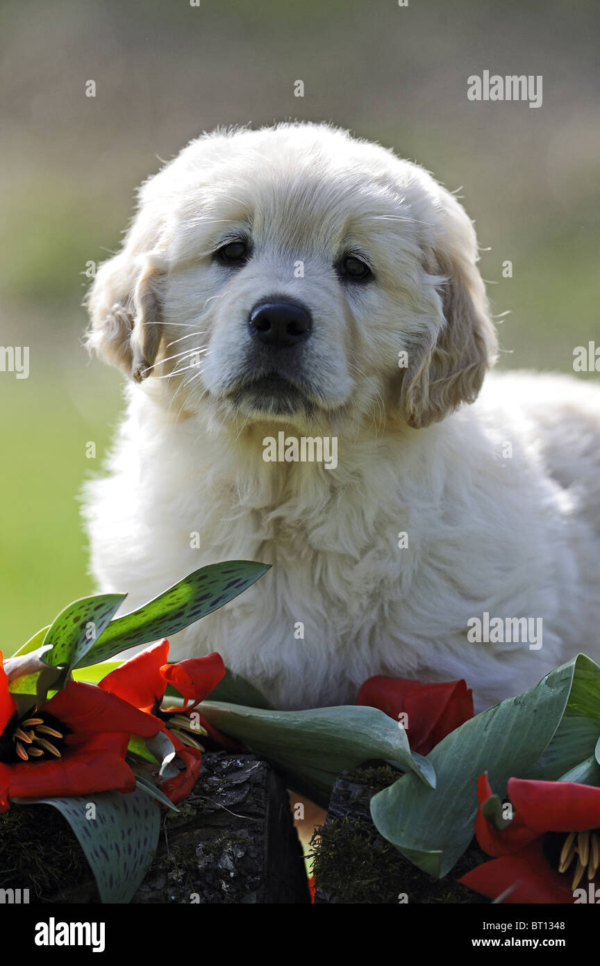 Golden Retriever (Canis lupus familiaris). Portrait of a puppy with tulip flowers. Stock Photo