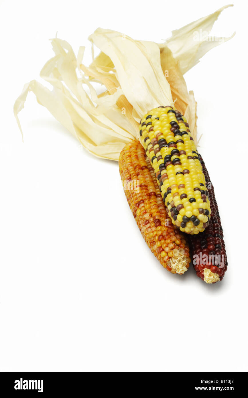 Three colorful dried Indian corns on white background with copy space Stock Photo