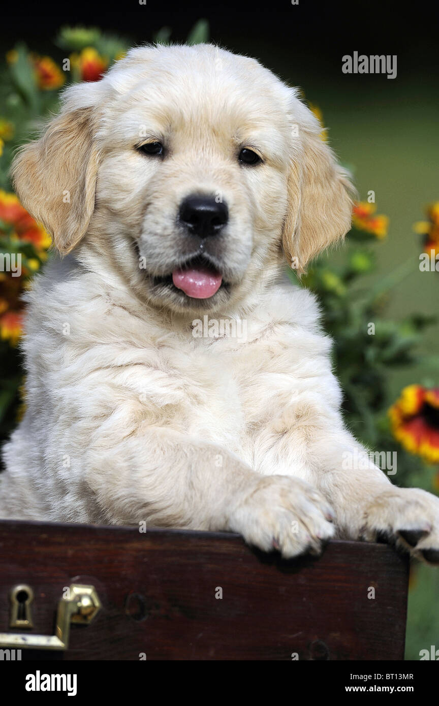 Golden Retriever (Canis lupus familiaris). Portrait of a puppy. Stock Photo