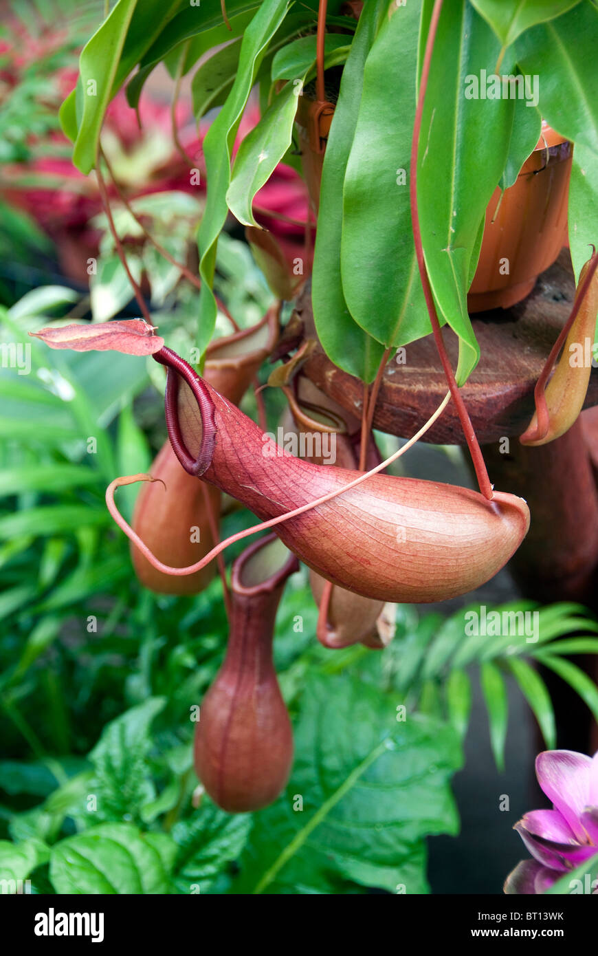 The carnivorous plant Stock Photo