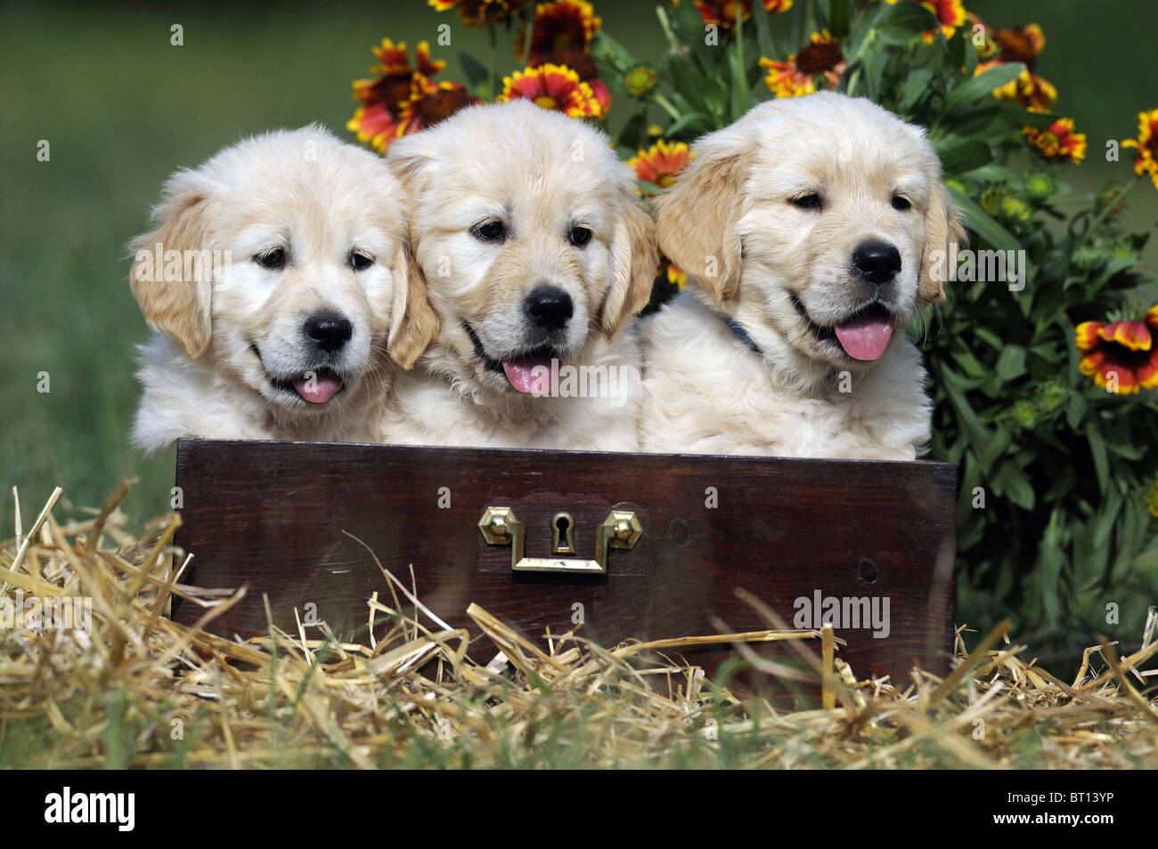 Golden Retriever (Canis lupus familiaris). Three puppies in a wooden drawer. Stock Photo