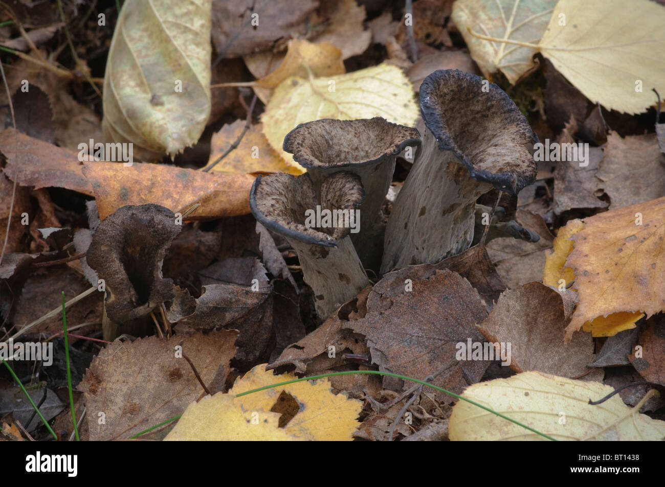 Black trumpet mushrooms Stock Photo