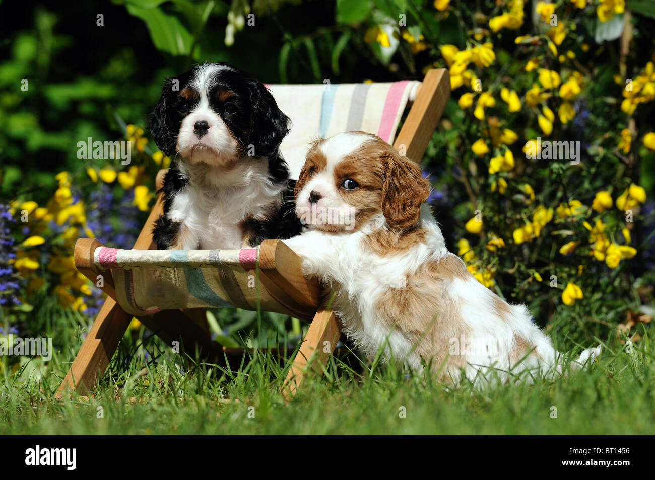 Cavalier King Charles Spaniel (Canis lupus familiaris). Two puppies with a dolls sun chair. Stock Photo