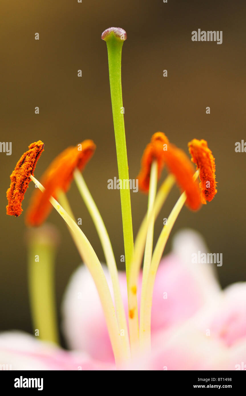 macro image of a lily Stock Photo