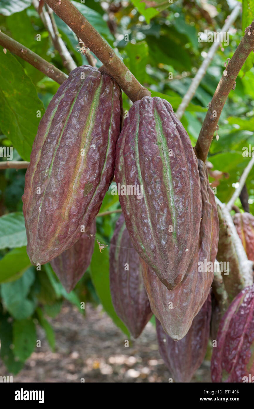 Cocoa pods growing, rural Ecuador Stock Photo
