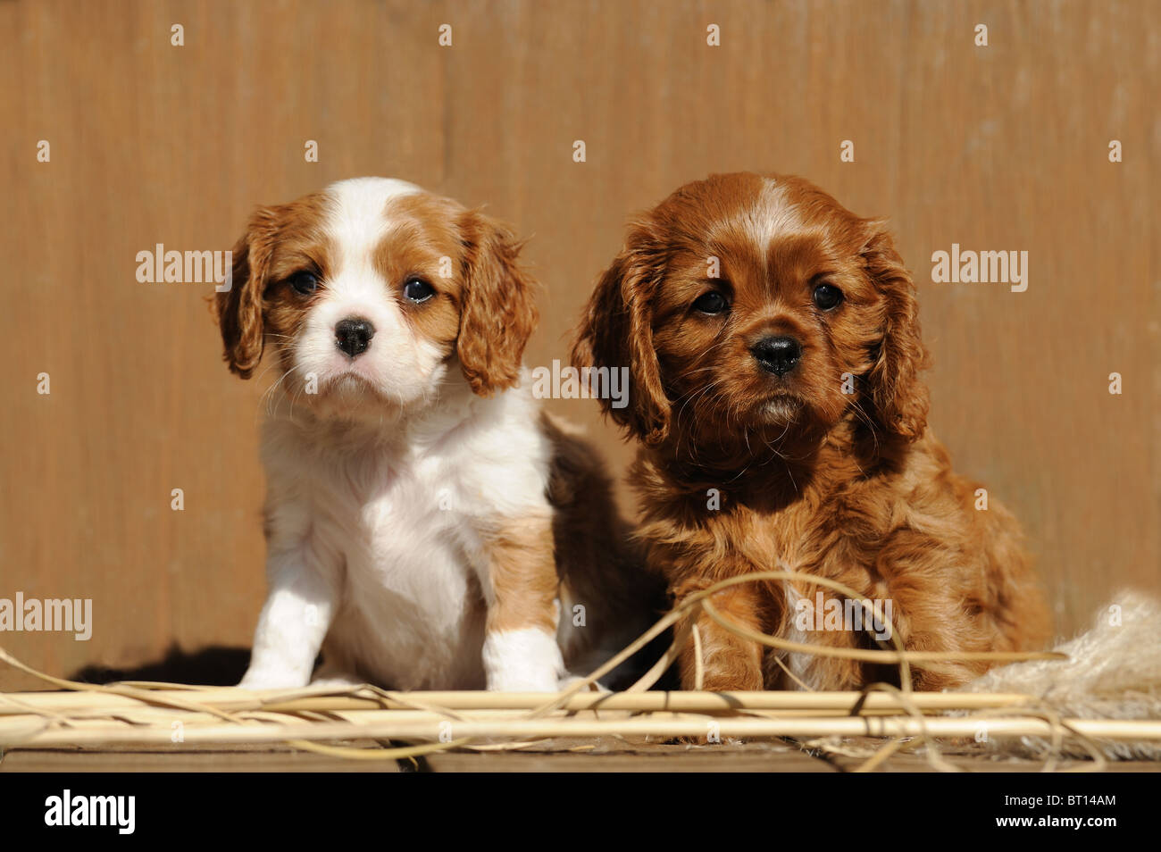 Cavalier King Charles Spaniel (Canis lupus familiaris), two puppies sitting on a bench. Stock Photo