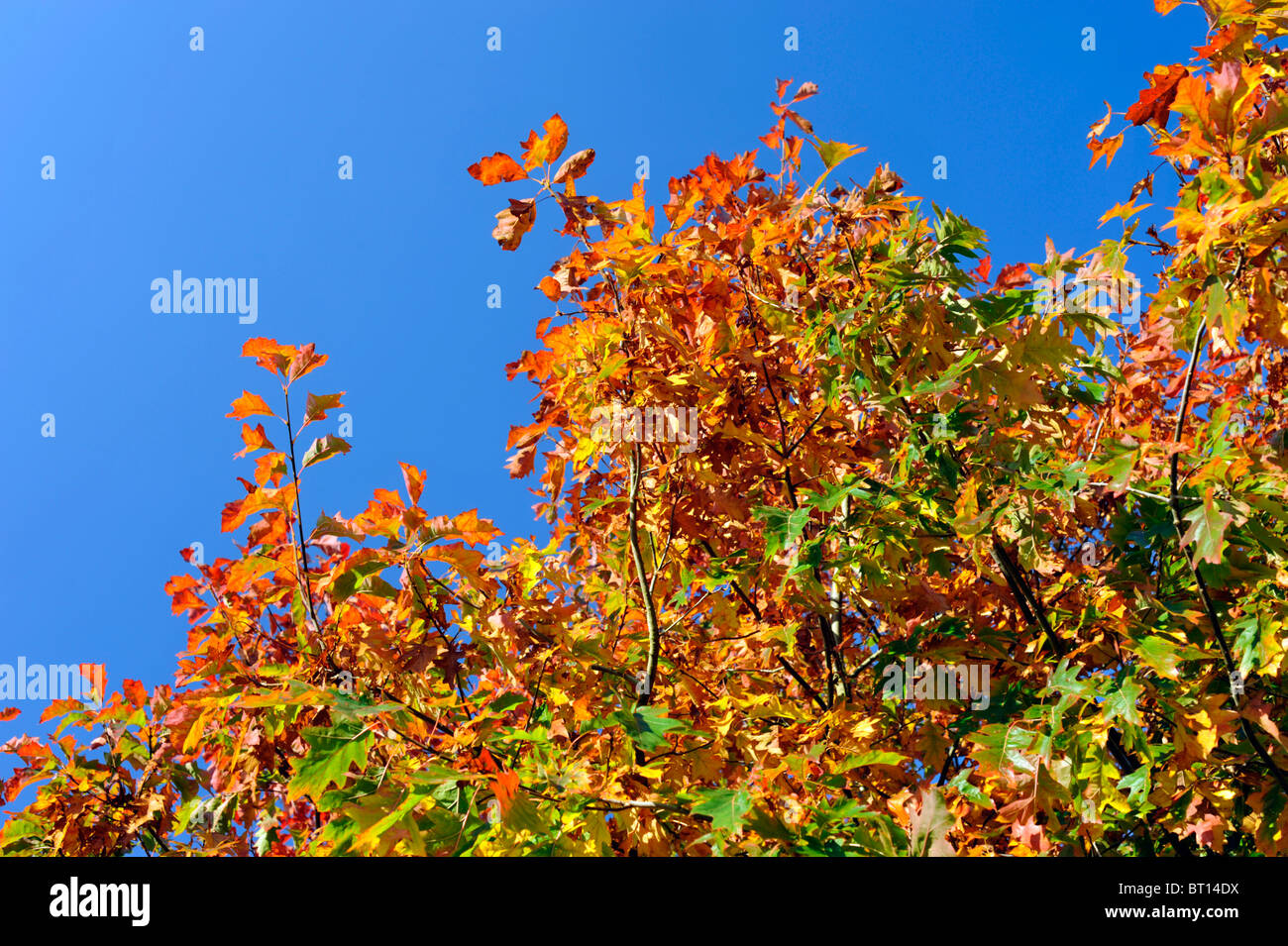 brightly coloured autumn leaves against a deep blue sky Stock Photo