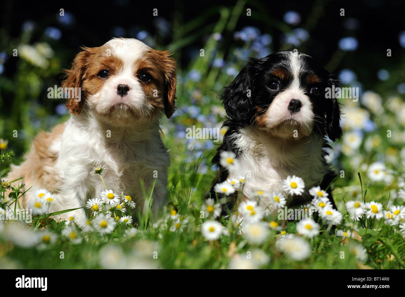 Cavalier King Charles Spaniel (Canis lupus familiaris). Two puppies sitting in a flowering meadow. Stock Photo
