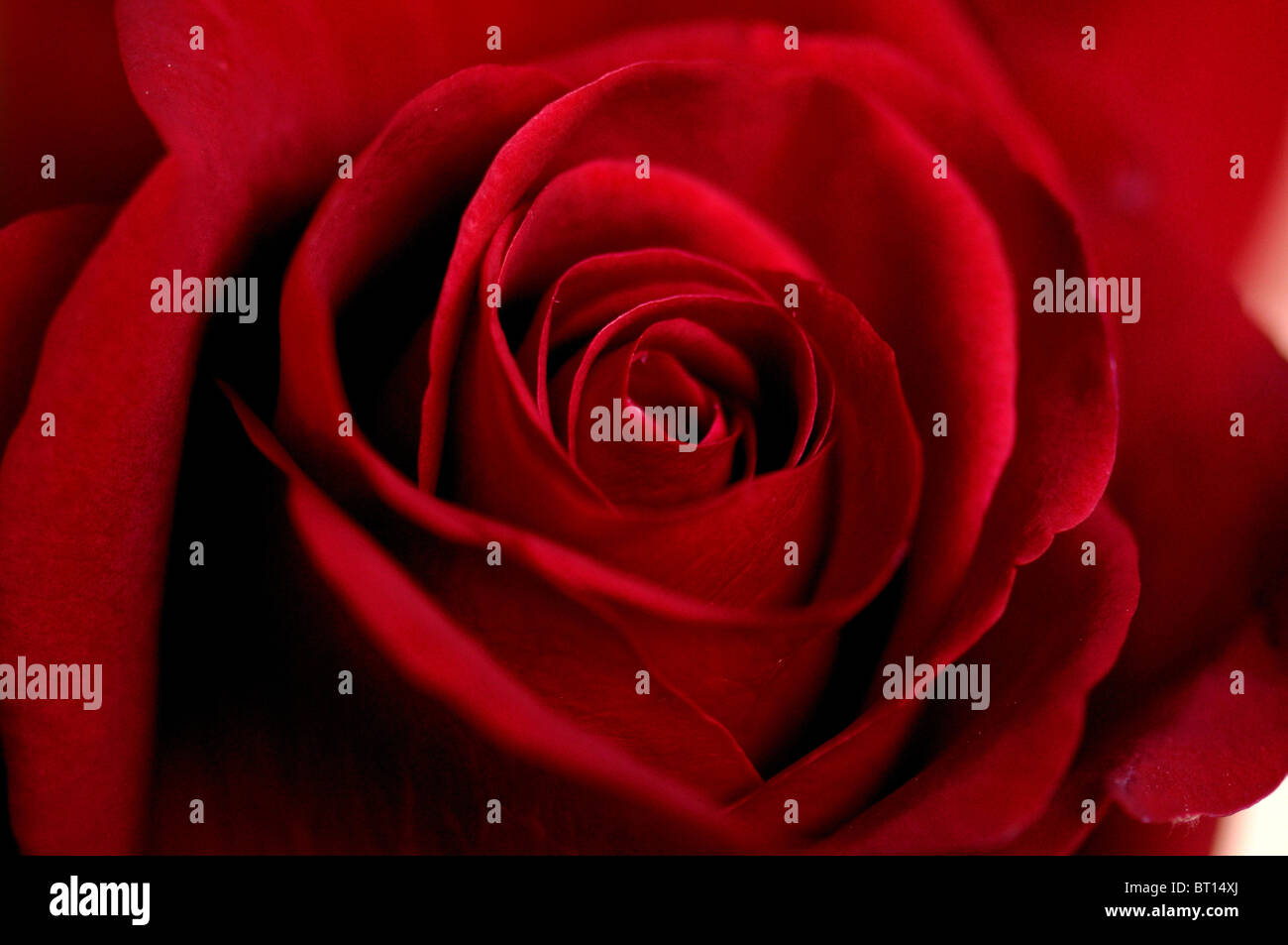 Taylor rose hi-res stock photography and images - Alamy