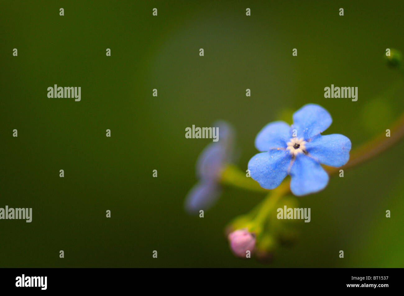 A small blue flower growing wild Stock Photo - Alamy