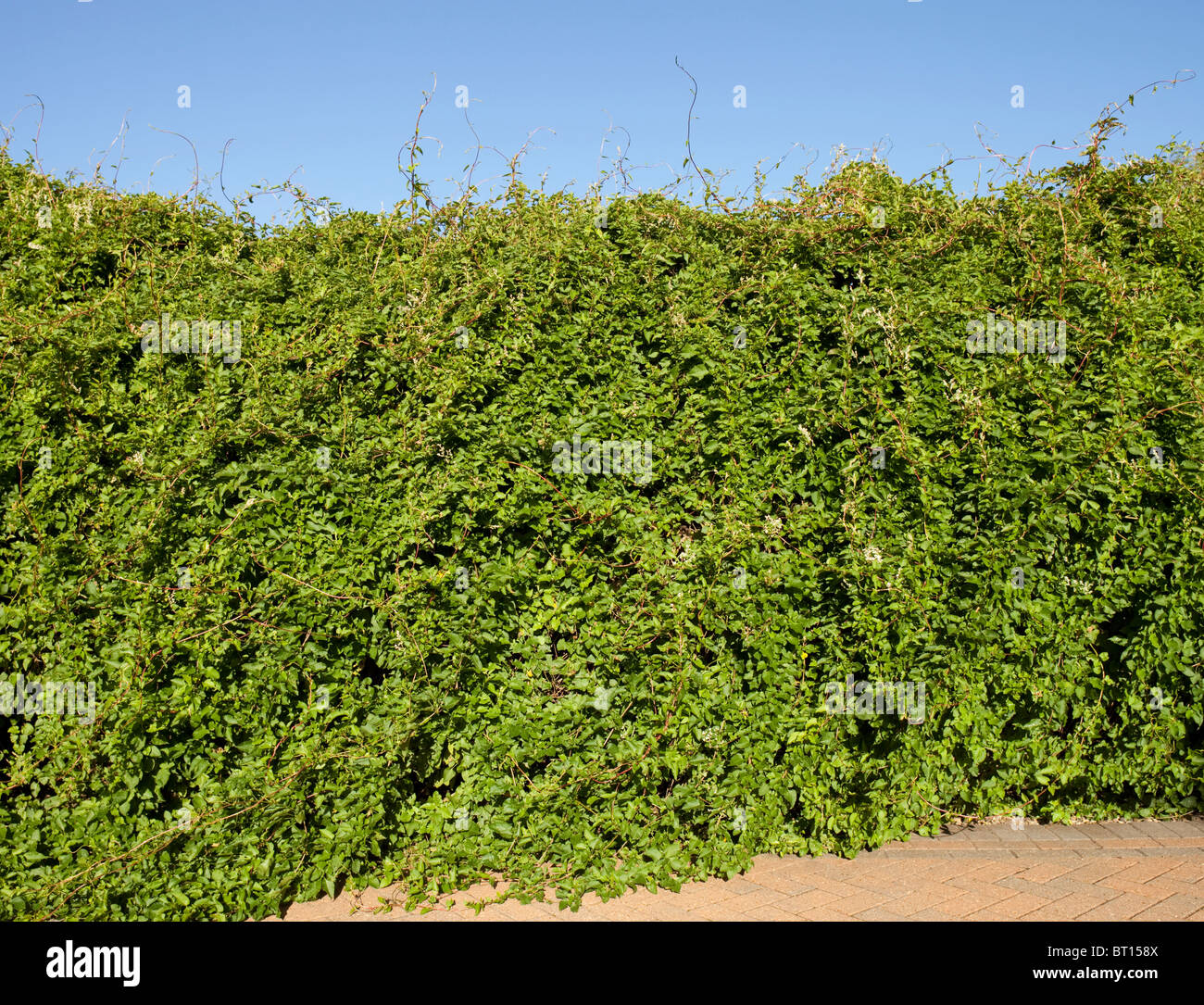 Typical example of a Russian Vine shrub growing over a garden wall