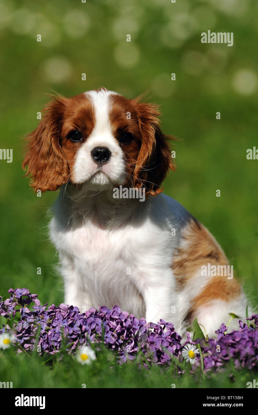 Cavalier King Charles Spaniel (Canis lupus familiaris). Sitting puppy with Lilac flowers. Stock Photo