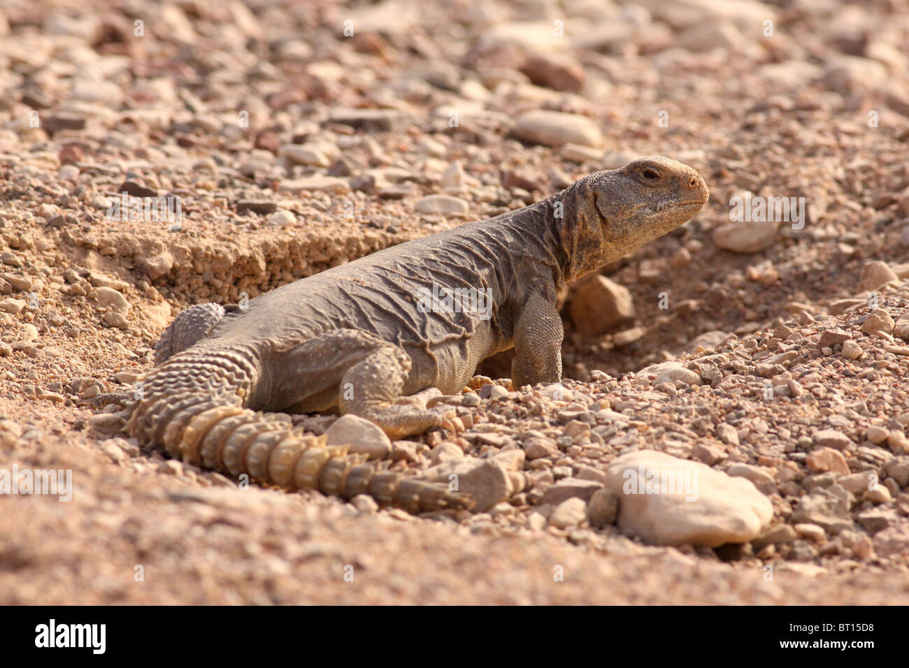 Egyptian Mastigure (Uromastyx aegyptia), AKA Leptien's Mastigure, or Egyptian dab lizard. Stock Photo