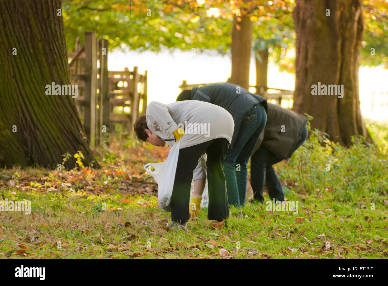 People foraging for fallen chestnuts, Wollaton Park, Nottingham ...