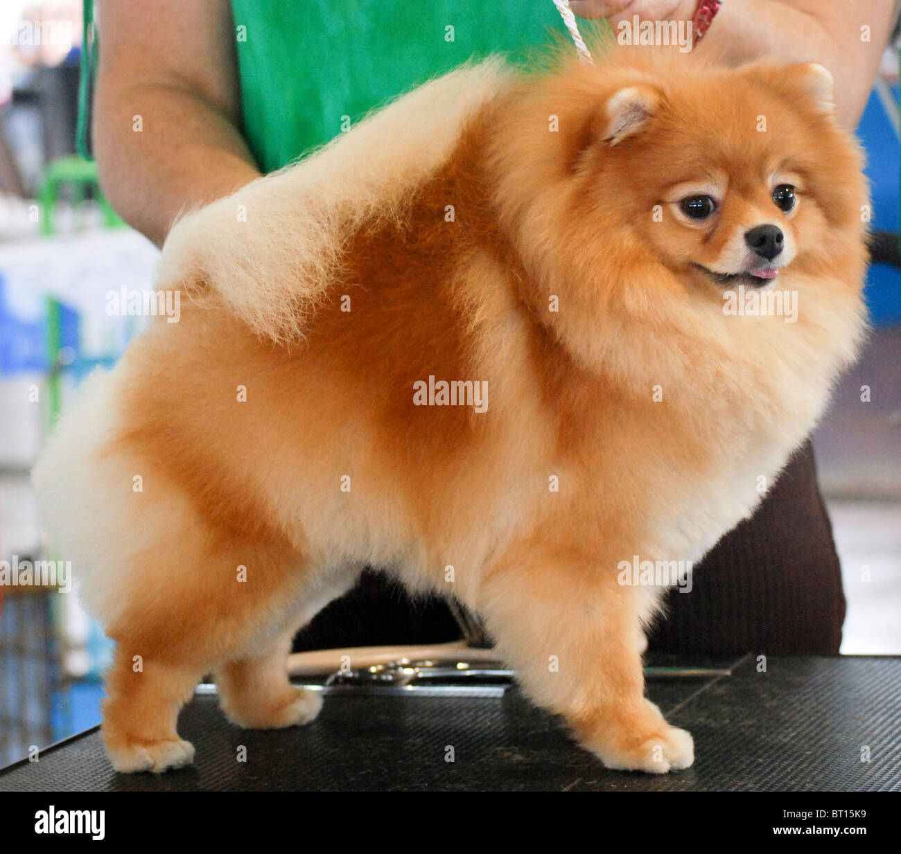 The Pomeranian (often known as a Pom) is a breed of dog of the