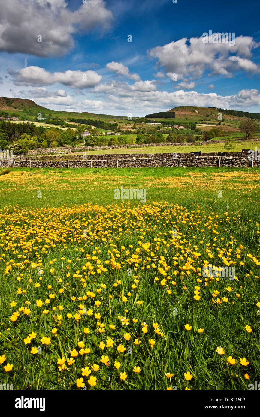 Buttercup Meadow, Fryup, Fryupdale, North York Moors National Park Stock Photo