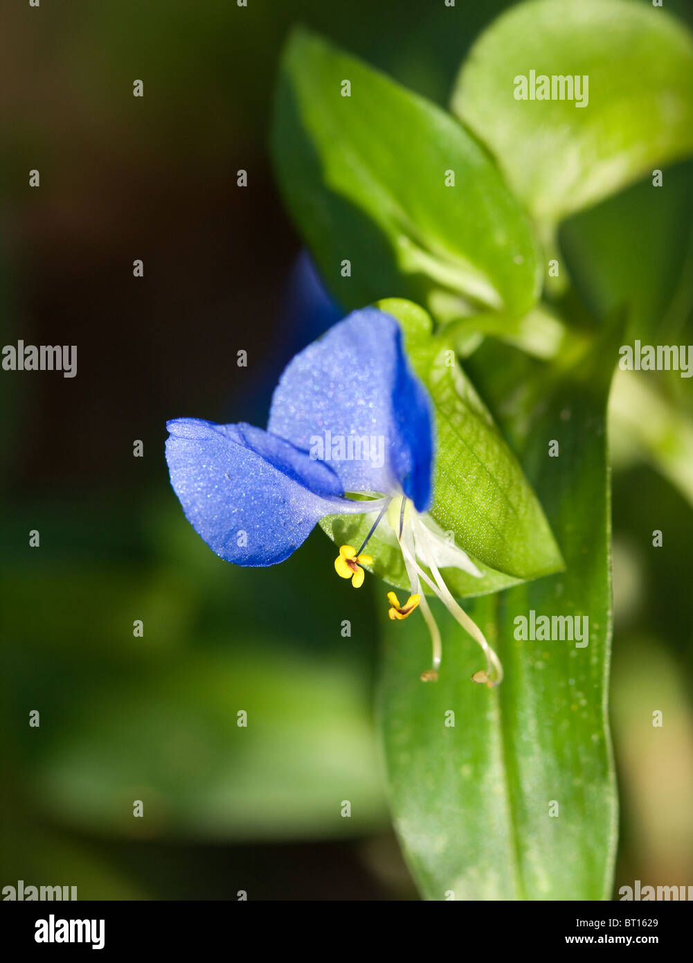 Asiatic Day Flower (Commelina communis) Stock Photo