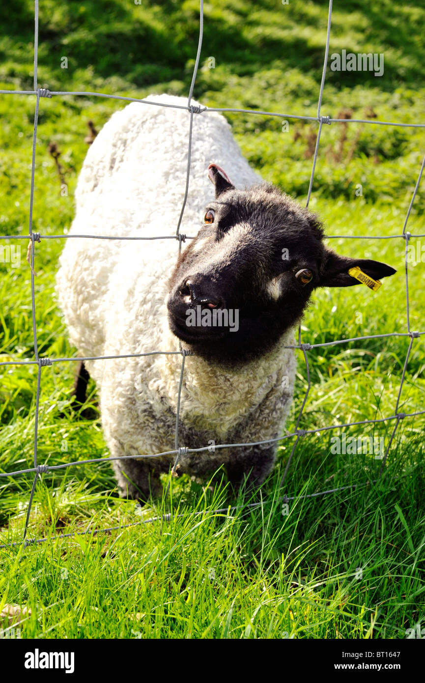 grazing sheep with head stuck in wire fence Stock Photo ...