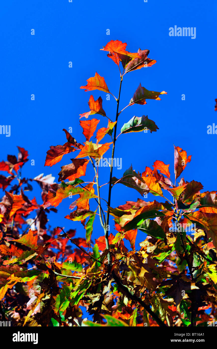 brightly coloured autumn leaves against a deep blue sky Stock Photo