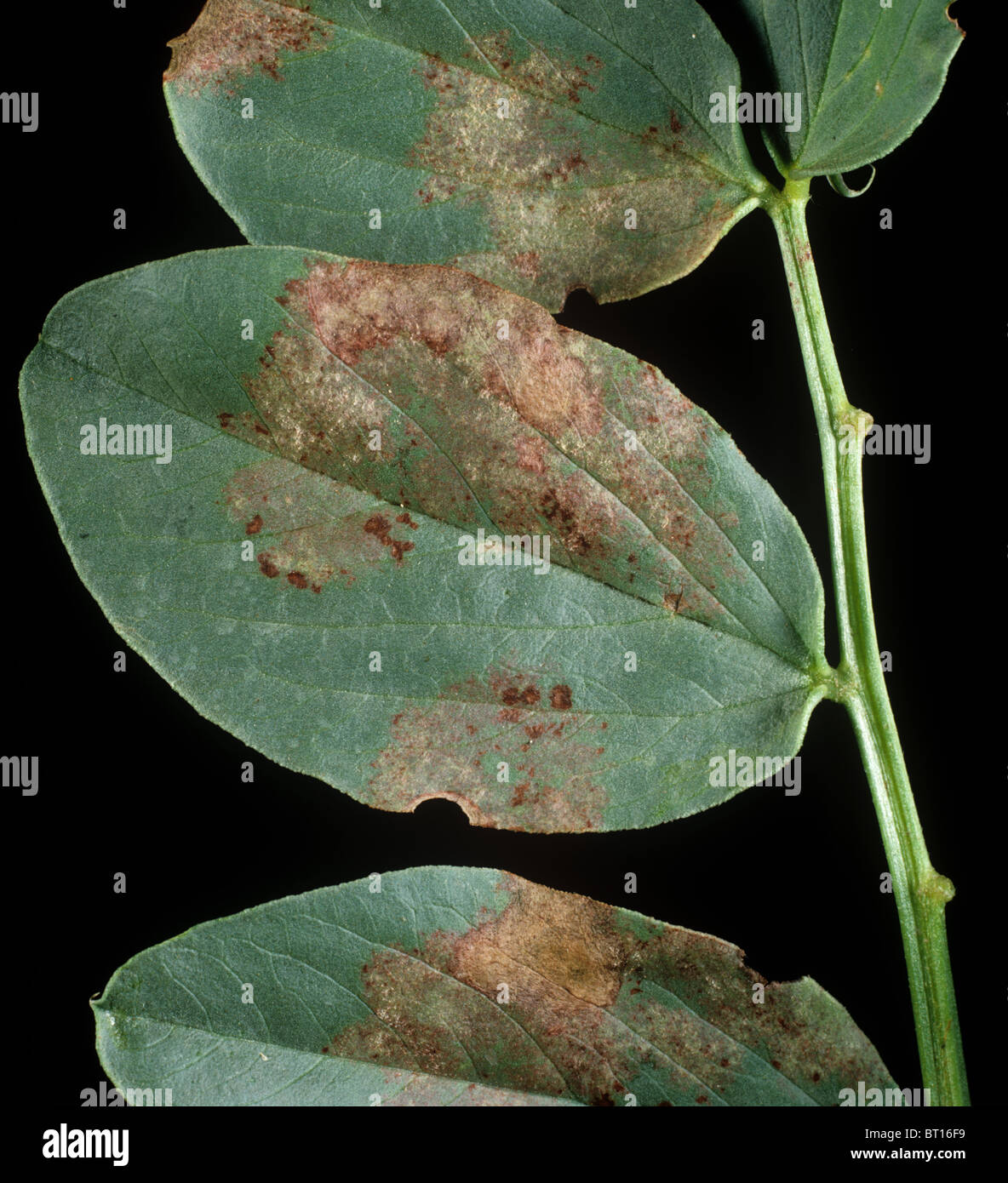 Downy mildew (Peronospora viciae) lesions on infected field bean leaf Stock Photo