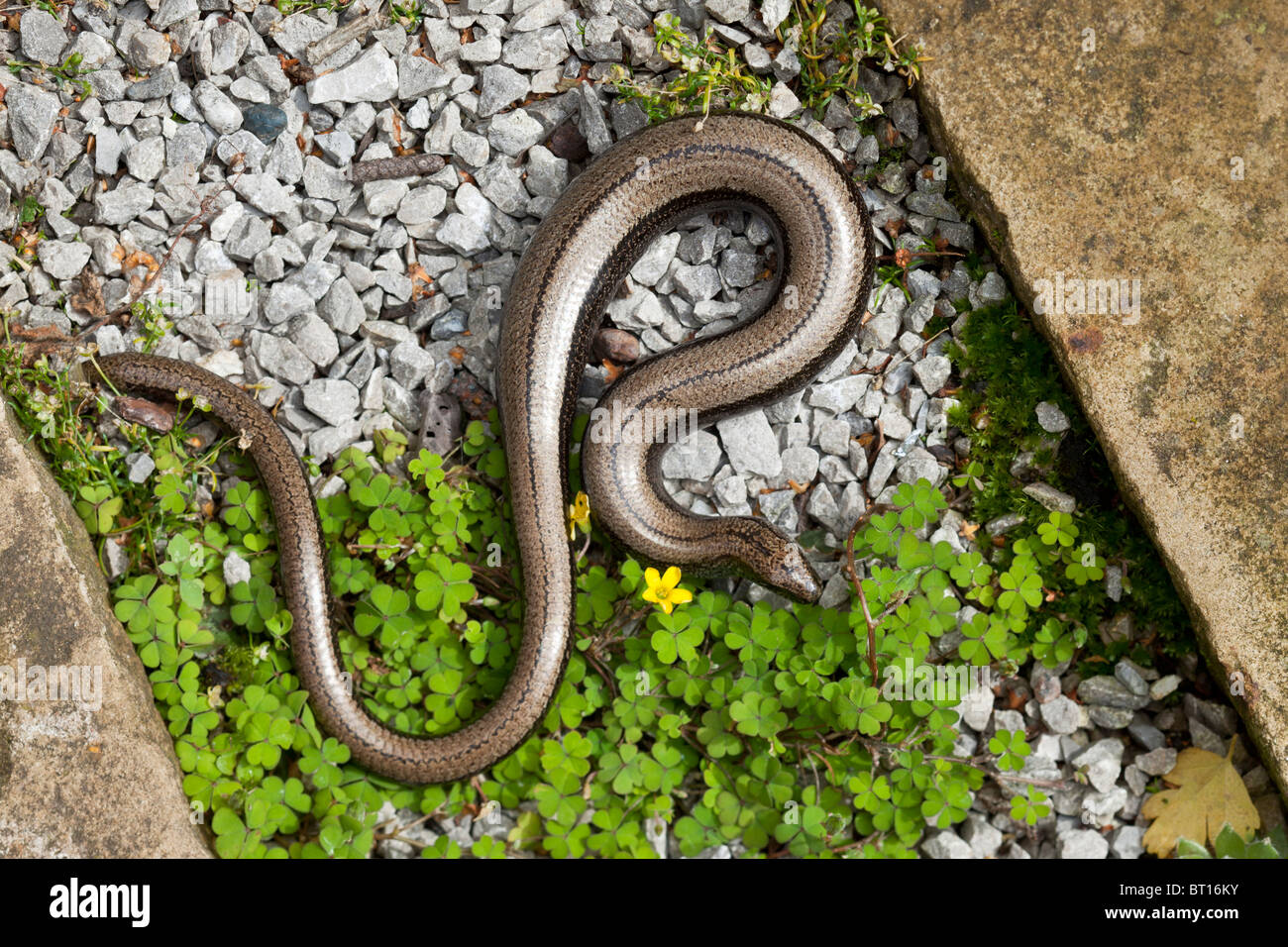 Slow-worm, Anguis fragilis, pregnant female with partially re-grown tail. Wales. Stock Photo