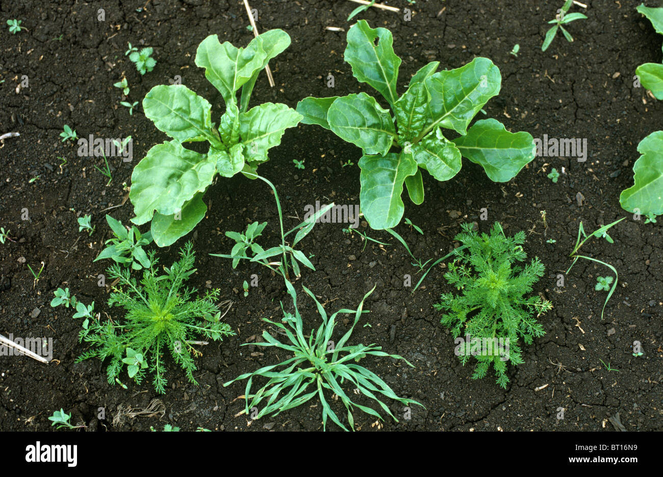 Mayweed, nettle, fat hen and other annual weeds in a young sugar beet crop Stock Photo