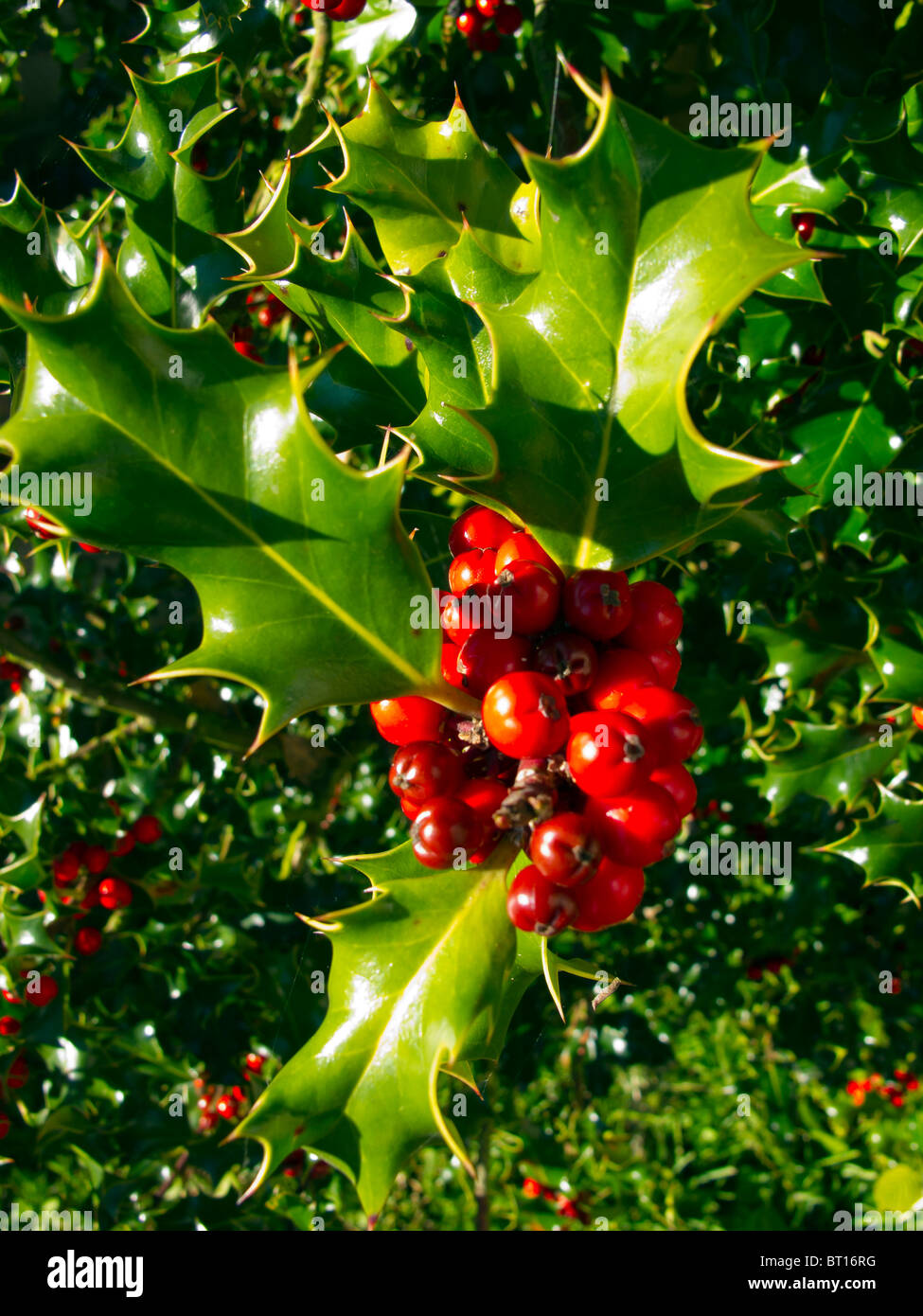 Holly berries and spiky leaves on a holly tree in autumn sunshine in the UK Stock Photo