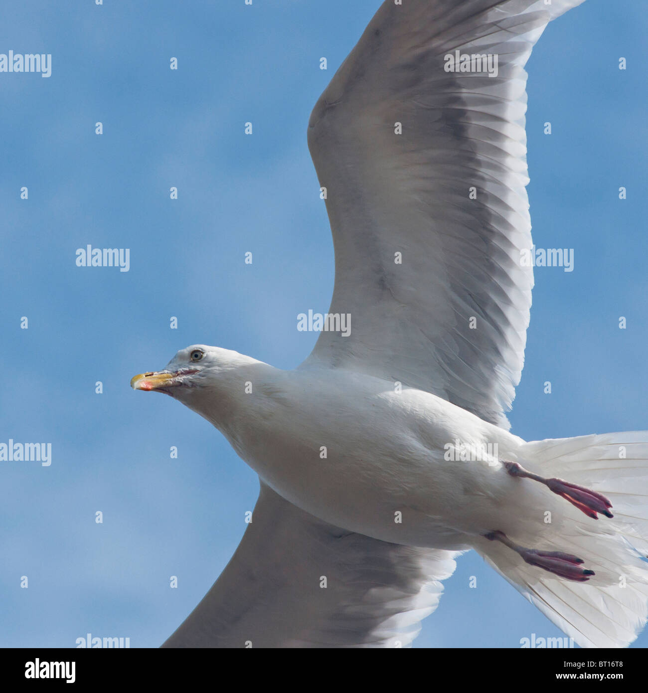 A Herring Gull in flight at Tynemouth, UK Stock Photo
