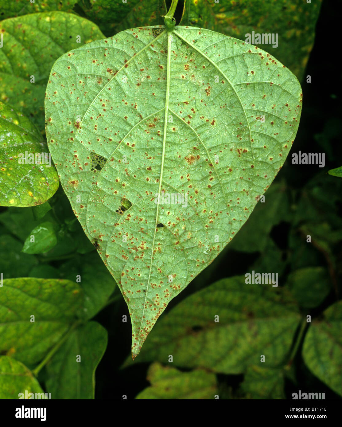 Phaseolus bean rust (Uromyces appendiculatus) pustules on green bean leaf lower surface Stock Photo