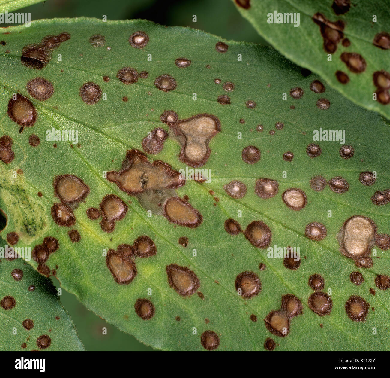 Chocolate spot (Botrytis fabae) lesions on broad bean leaves Stock Photo