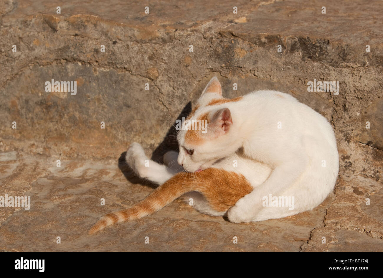 Kitten cleaning itself in the greek sunshine Stock Photo