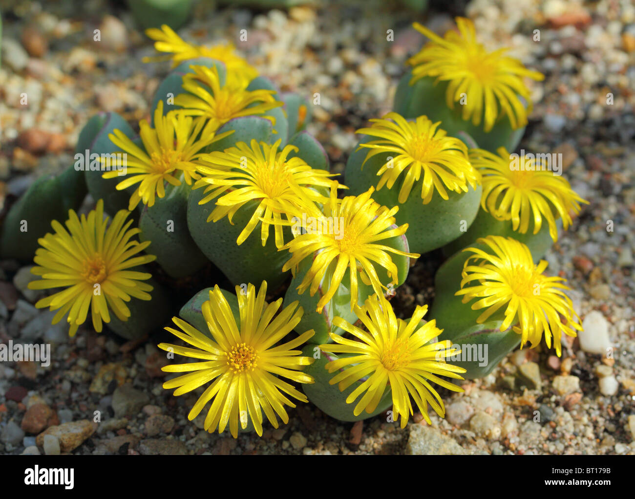 Succulent Conophytum elishae blooming yellow blossom close up Stock Photo