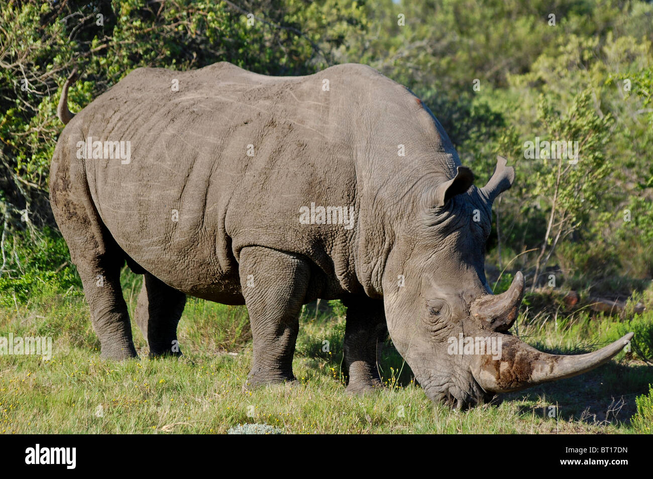 Rhino in Pumba Private Game Reserve in South Africa Stock Photo - Alamy