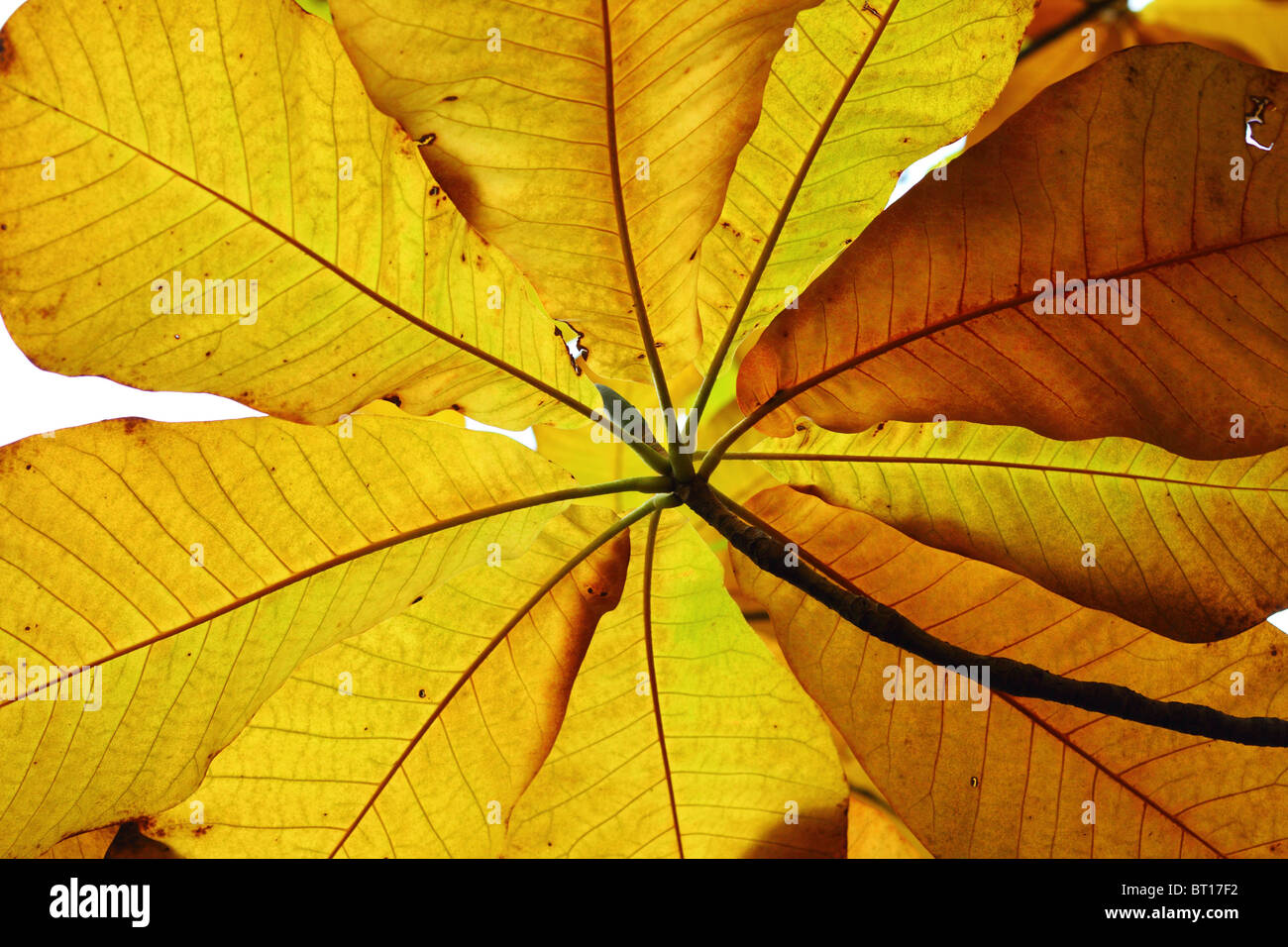 Yellow magnolia hires stock photography and images Alamy