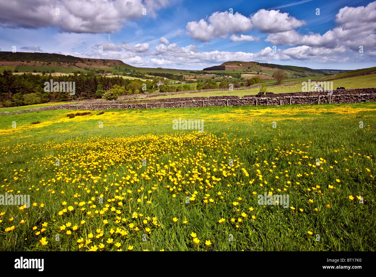 Buttercup Meadow, Fryup, Fryupdale, North York Moors National Park Stock Photo