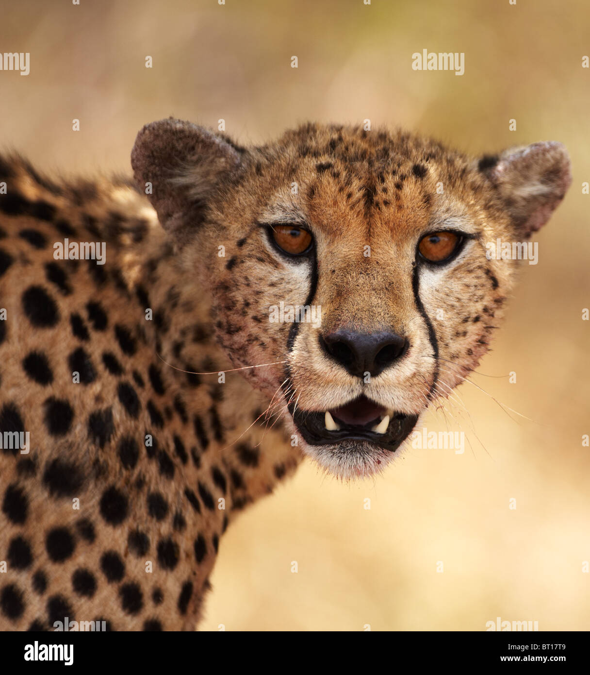 A close up view of a cheetah, taken in the Masai Mara, Kenya while on safari. Stock Photo
