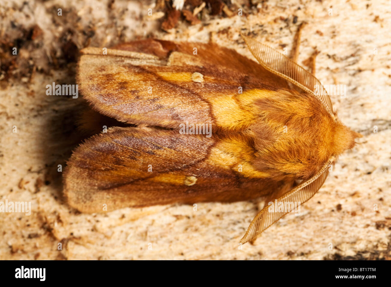 Invertebrate moth hi-res stock photography and images - Alamy