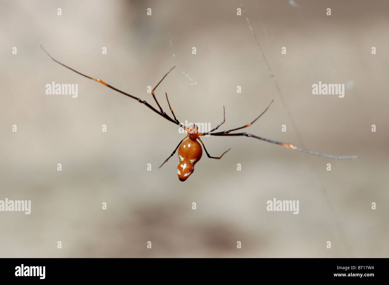 A dewdrop spider (Argyrodes miniaceus: Theridiidae), a kleptoparasite, in a Nephila spider's web, Ghana. Stock Photo