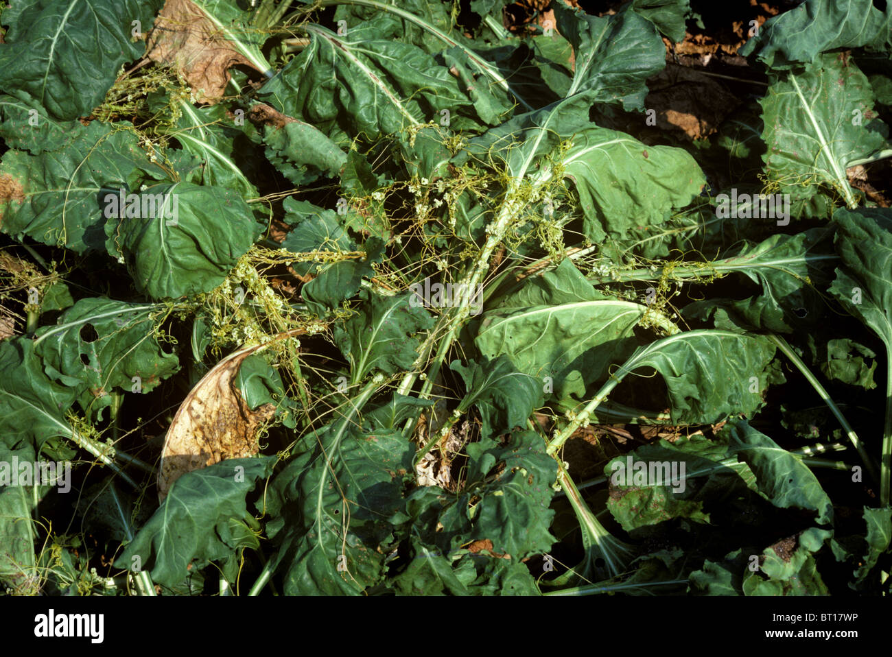 Dodder or strangleweed (Cuscuta epithymum) parasitic weed on mature sugar beet, Greece Stock Photo